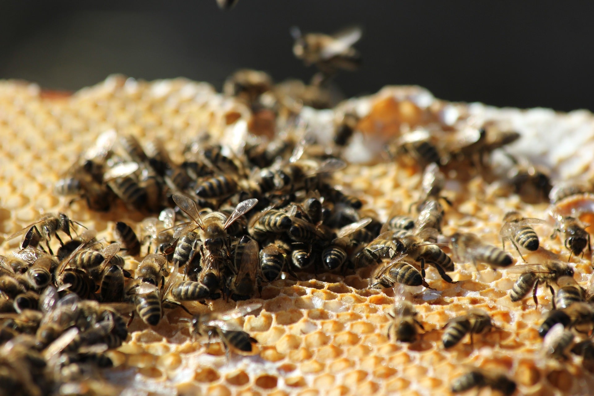Propolis – Der natürliche Schutzkomplex aus dem Bienenstock